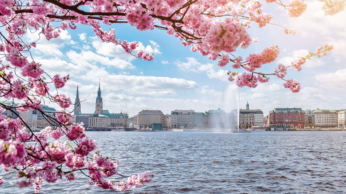 Blick auf die Alstersee in Hamburg, umrahmt von blühenden Kirschbaum an schönen sonnigen Tag im Frühling | © Gettyimages.com/Christian Horz