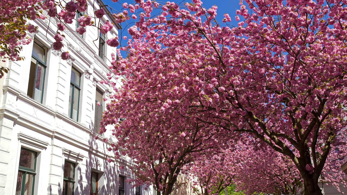 Weißes Haus in Bonn mit pinken Kirschblütenbäumen | © Gettyimages.com/Elisabeth Schittenhelm