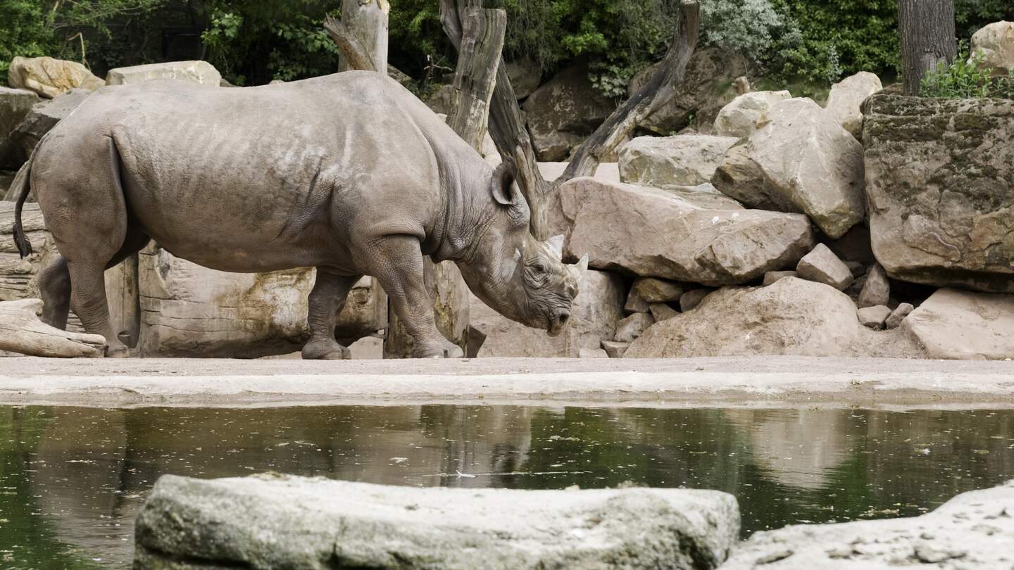 Das Nashorn im Zoo in Hannover dreht Runden in seiner Residenz mit Felsen und Wasser | © Gettyimages.com/Myzti