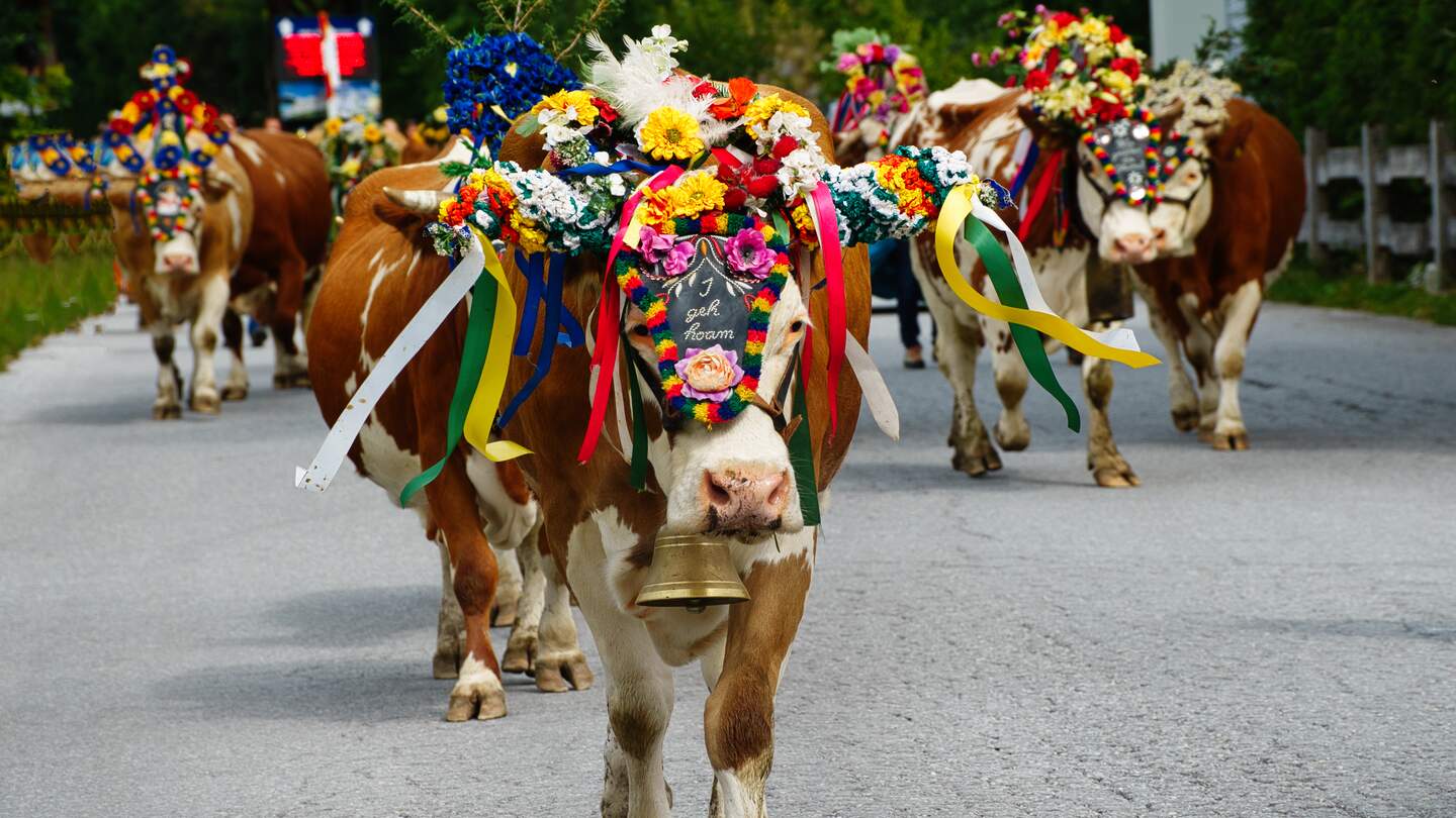 Almabtrieb in Österreich mit bunt geschmückten Rindern, die Kopfschmuck und Glocken tragen | © Gettyimages.com/HPS-Digitalstudio