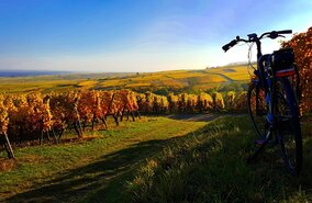 EUR_MEU_X7F_Elsass___durch_Weinberge_und_D__rfer_1694540872.jpg