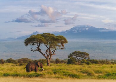 Amboseli Nationalpark mit Kilimandscharo | © Gettyimages.com/Pawel Gaul