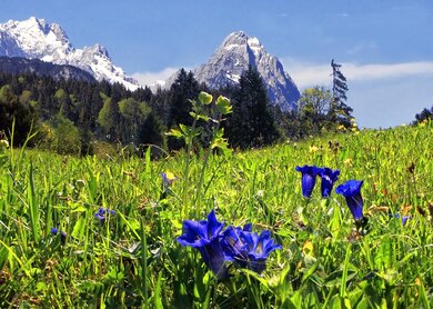 Alp_und_Zugspitze