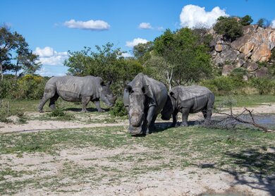 Simbabwe, Matobo National Park, Nashörner | © GettyImages.com/Goddard Photography