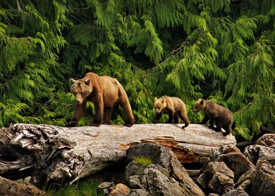 Knight Inlet Lodge, Bären | © Knight Inlet Lodge