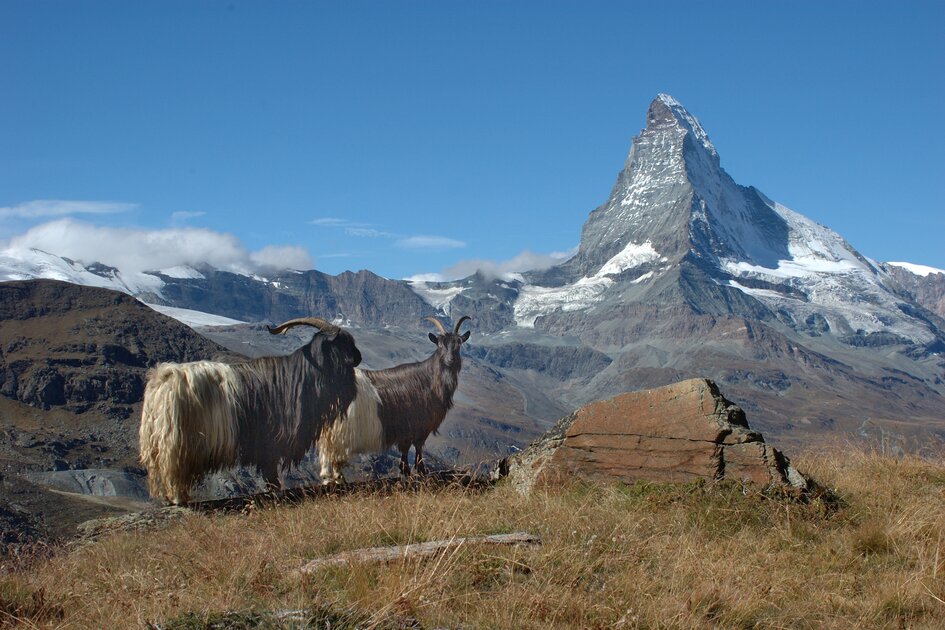 Matterhorn | © Kurt Müller
