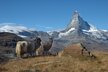 Matterhorn | © Kurt Müller