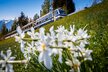 Rochers_de_Naye_5 | © PhotoVF.com