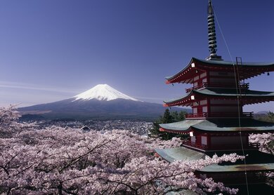 Blühende Kirschbäume im Frühling mit dem teils schneebedeckten Vulkan Fuji in Japan | © J-Navigator Foto-Archiv