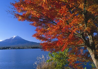 Der Vulkan Fuji mit einem davor liegenden See und einem Baum in Herbstlaubfärbung in Japan | © J-Navigator Foto-Archiv