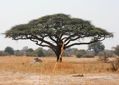 Baobab