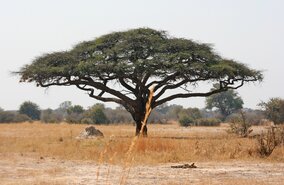 Baobab