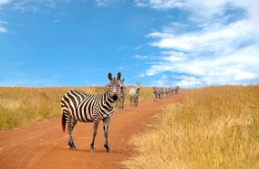 Zebra | © Fotolia/tr3gi