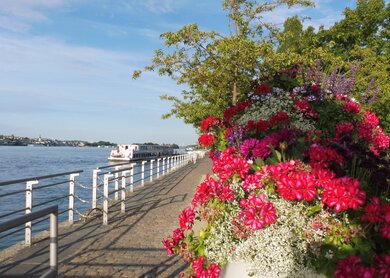 Am Rhein, Bingen