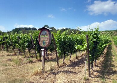 Rhein_Winzertour_Strecke_Mainz_Eltville