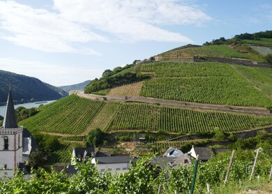 Rhein_Winzertour_Strecke_Ruedesheim_Assmannshausen_A