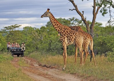 Giraffen