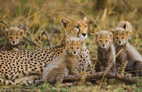 Eine liegende Leopardenmutter mit vier Jungtieren, dicht um sich geschart | © gudkovantrey