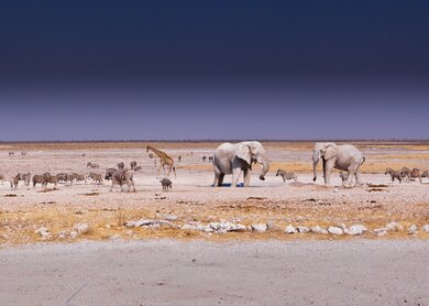 Etosha | © Jos Beltman