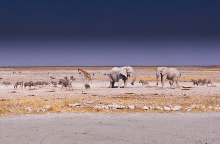 Etosha | © Jos Beltman