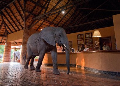 Mfuwe Lodge Zambia Rezeption Elefanten