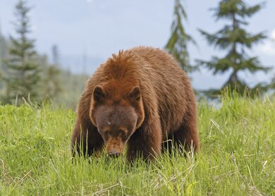 Baer | © M. Schaefer-Fotografie