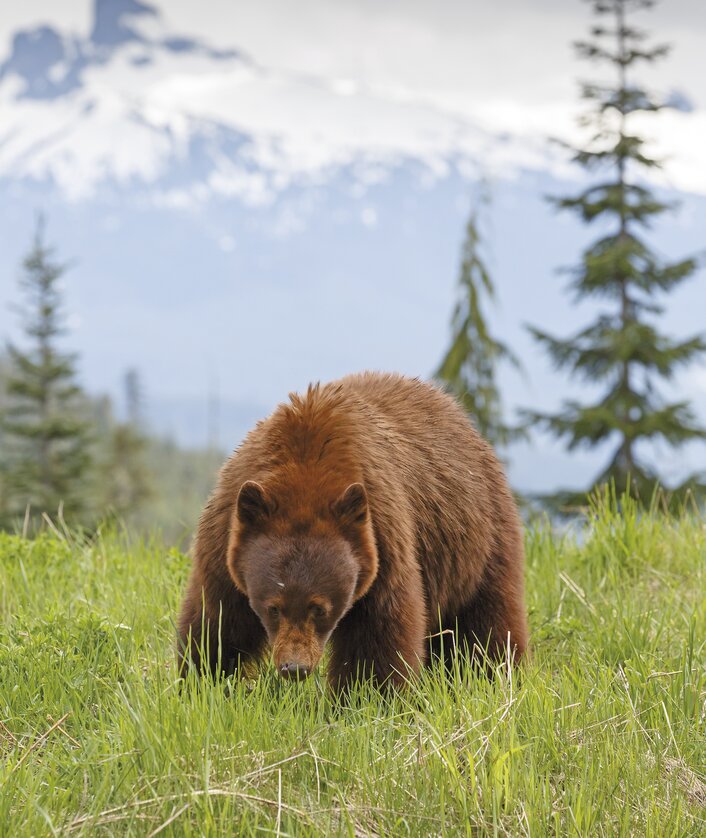 Baer | © M. Schaefer-Fotografie