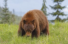 Bär | © Menno Schäfer