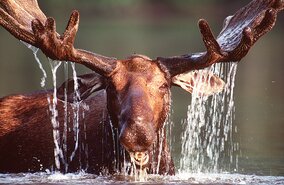 Banff Nationalpark, Elch