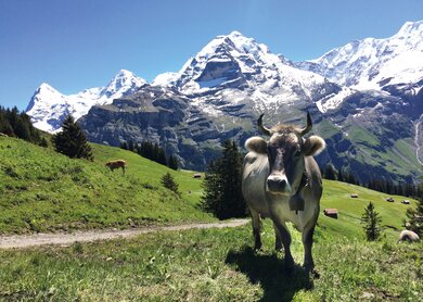 Bahn Wandern_Interlaken_Muerren_Kuhl