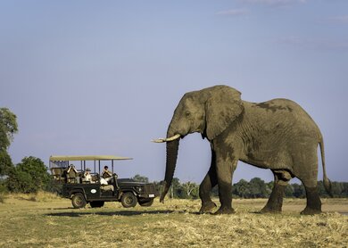 Zambia Elefant Safari