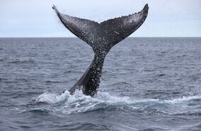 Husavik_Whalewatching