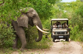 Krüger National Park, Elefant