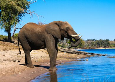 Großaufnahme eines Elefanten am Ufer des Chobe River im Chobe Nationalpark, Botswana