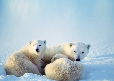 Polarbaeren | © © i-Stock