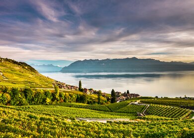 Lavaux_2019_1 | © Gregoire Chappuis, gc-photo.ch