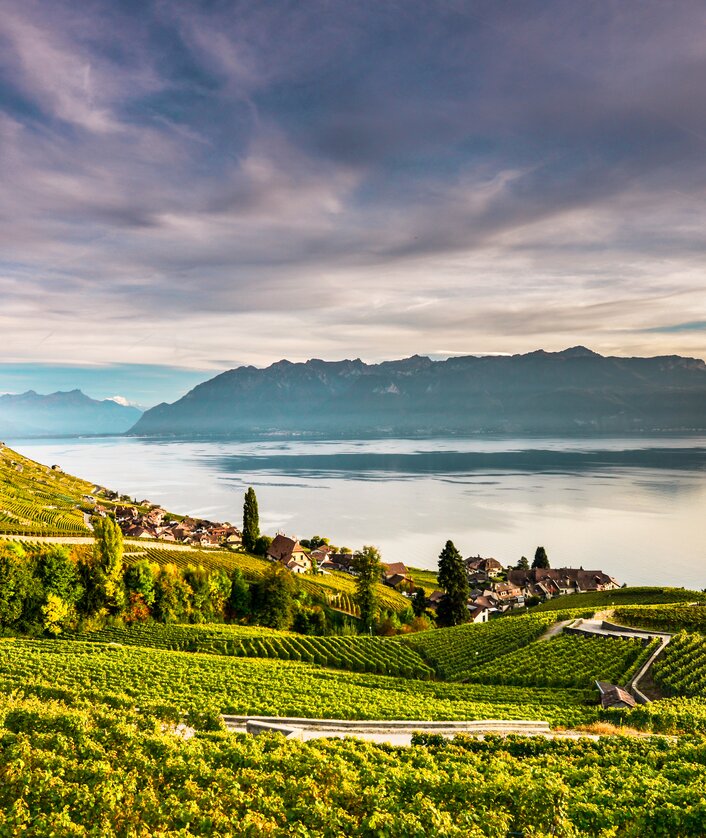 Lavaux_2019_1 | © Gregoire Chappuis, gc-photo.ch