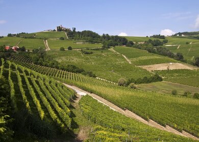 Nizza Monferrato, Weinberge