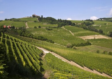 Nizza Monferrato, Weinberge