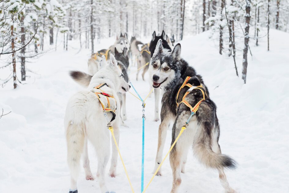 Huskys_im_Schnee