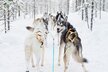 Huskys_im_Schnee