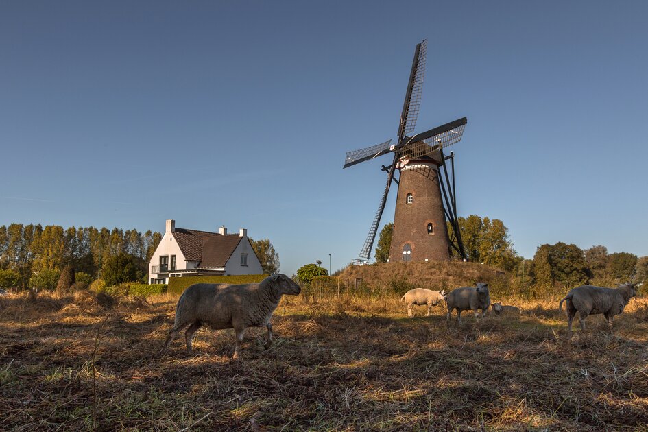Holland_Molen_Roosdonck_A