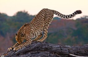 Gepard im Hwange Nationalpark | © Zimbabwe Tourism