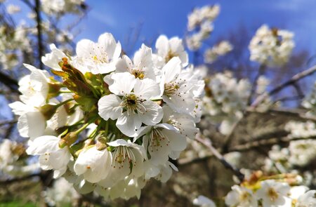 Apfelland Apfel Obstblüte | © Jens Hinsche