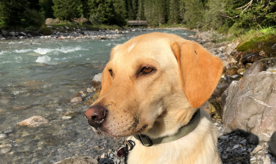 Tierischer Begleiter - Hund - auf Lechwegwanderung | © Nicola Stahl