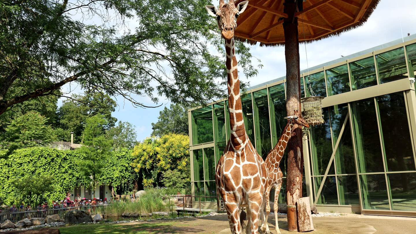Blick auf zwei Giraffen in der Afrikasavanne des Zoologischen Stadtgartens in Karlsruhe  | © Zoo Karlsruhe/Timo Deible
