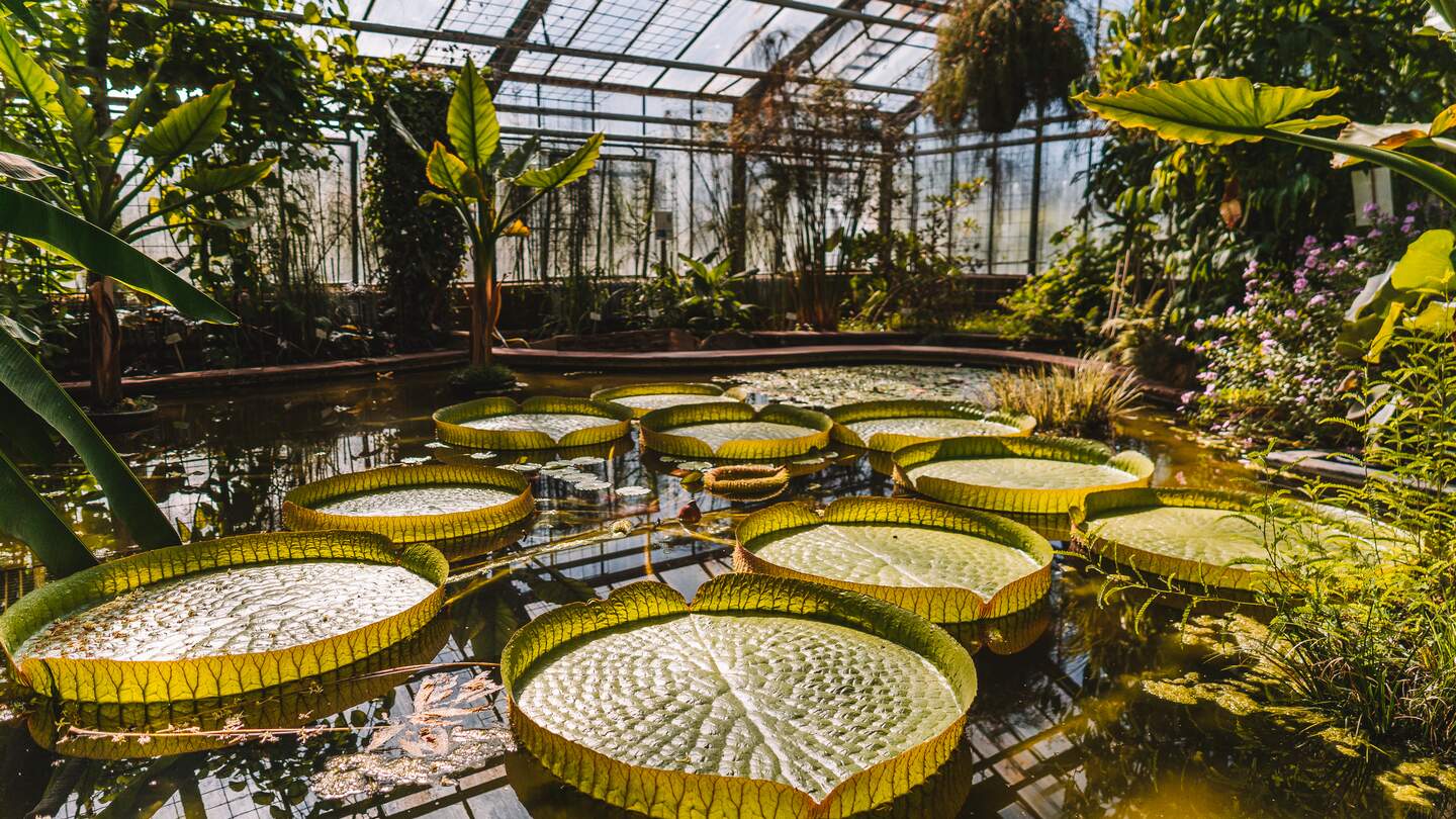 Blicke auf ein Bassin mit großen Seerosenblättern in einem historischen Gewächshaus des Botanischen Garten des KIT in Karlsruhe | © KTG Karlsruhe Tourismus GmbH/Melanie Schillinger