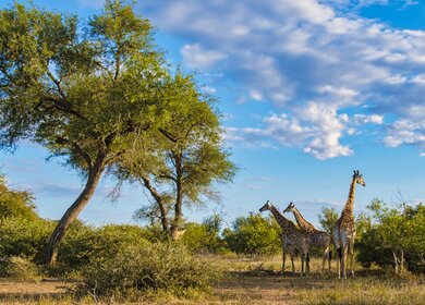 Giraffe im Busch des Kruger-Nationalparks Südafrika | © GettyImages.com/	fokkebok