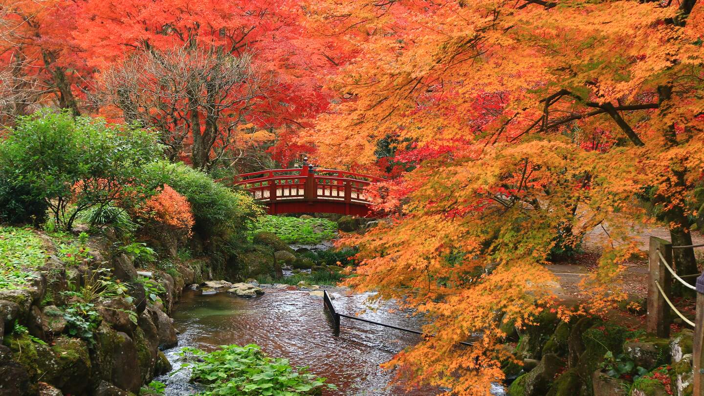 Japanischer Garten im Herbst mit leuchtend roten und orangefarbenen Ahornbäumen, einem kleinen Bach und einer traditionellen roten Brücke im Hintergrund. | © Gettyimages.com/Amy Lei