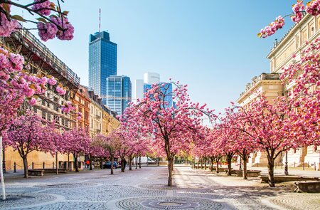 Blühende Kirschbäume bei der alten Oper in Frankfurt im Frühling | © Gettyimages.com/Markus Thoenen